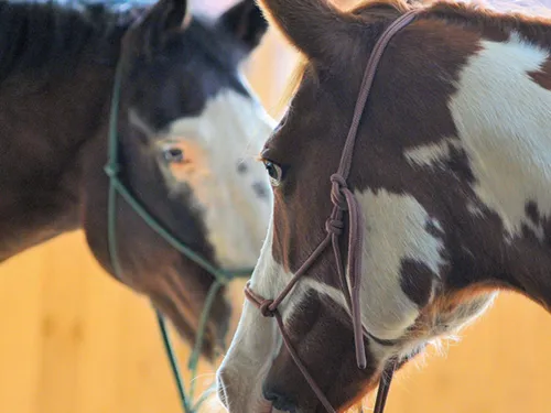 Die Immenhof Horsecompany